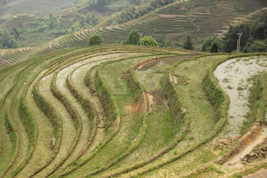 Contoured terraces on a sloping hillside, illustrating sloping-land conservation farming (SALT)
