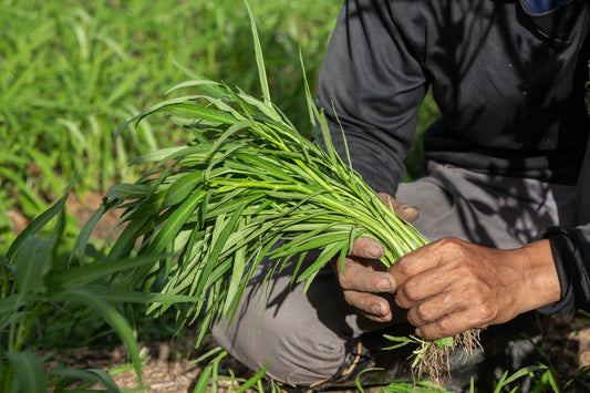 Close-up of a farmer's hands holding a bundle of green cover crop seedlings in the field