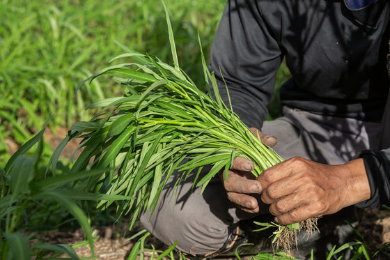 Close-up of a farmer's hands holding a bundle of green cover crop seedlings in the field