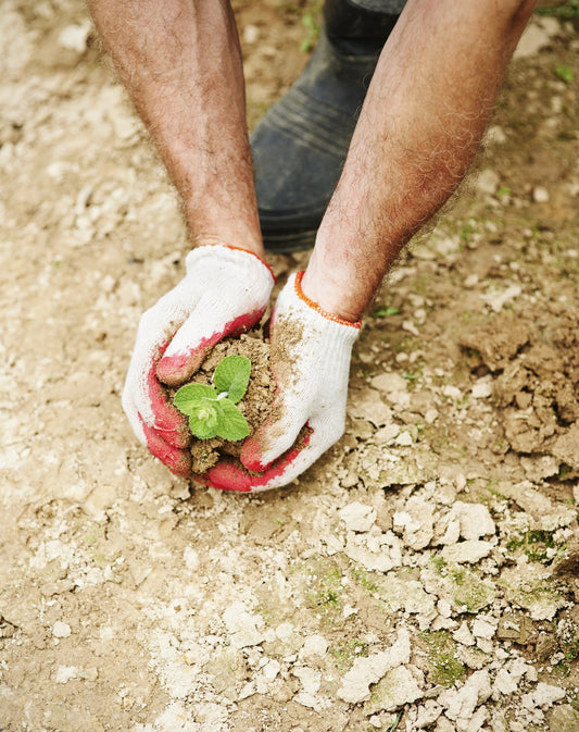 Planting a seedling into dry cracked soil during an El Nino dry spell