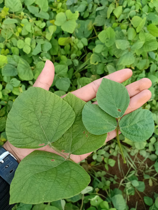 Hand holding trifoliate legume cover crop leaves in a field