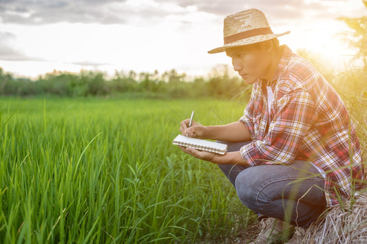 Farmer planning in green rice field with notebook