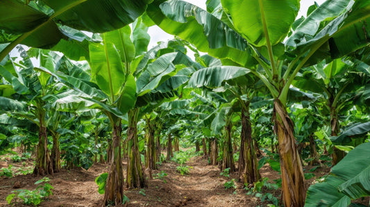 Lush green banana plantation showing healthy plants