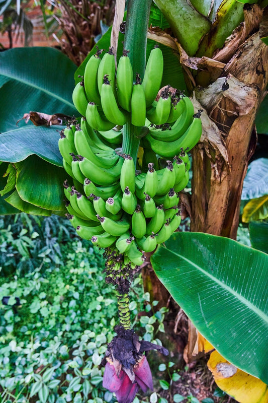 Healthy banana bunch growing on tree