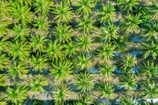 Aerial view of coconut palm plantation