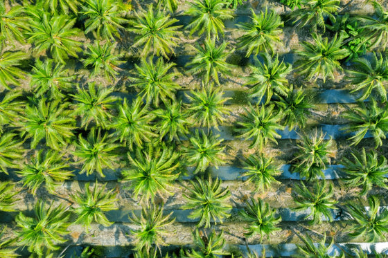 Cover crops for tropical land rehabilitation