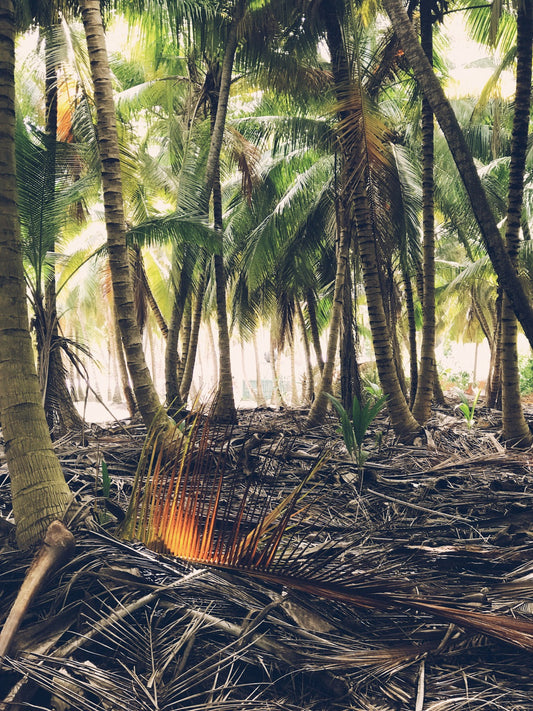 Coconut palms growing in tropical landscape