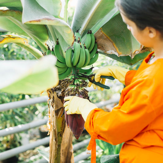 Farmer harvesting banana bunch from tree
