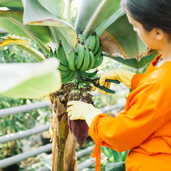 Farmer harvesting banana bunch from tree