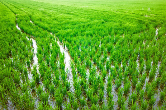 Green rice plantations showing healthy crop rotation