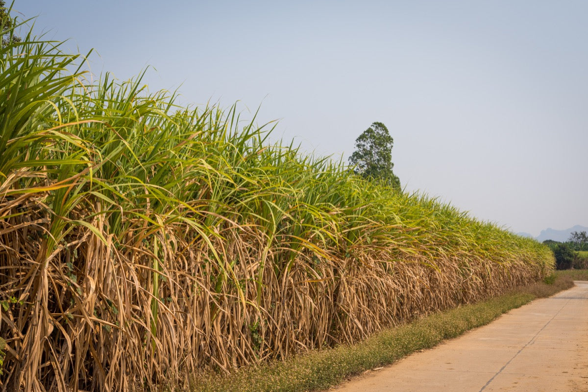Sugarcane field under blue sky