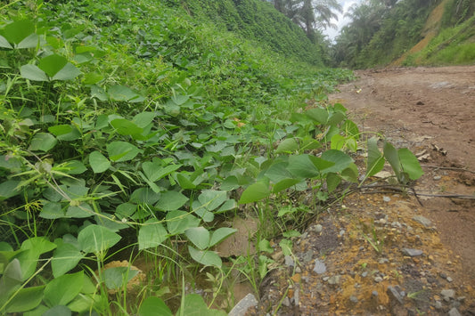 Legume cover crop stabilising a disturbed slope against erosion