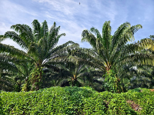 Shade-tolerant legume cover crop under a mature oil palm canopy, similar to Calopogonium caeruleum