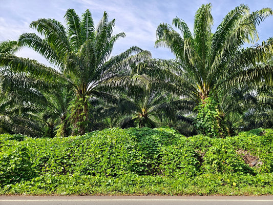 Dense legume cover crop suppressing weeds under oil palm trees