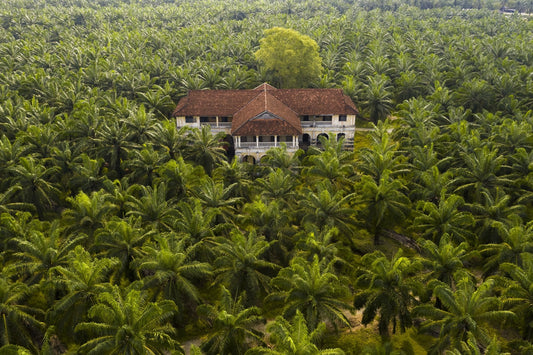 Oil palm plantation in Southeast Asia, a commodity covered by EU deforestation regulation
