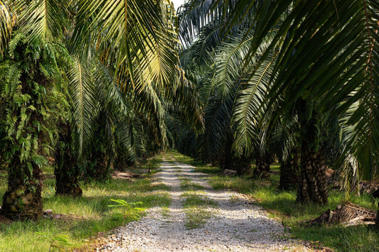 Pueraria javanica legume cover crop established between oil palm rows in Southeast Asia