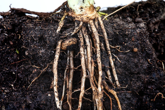 Plant root system in dark fertile soil showing nitrogen-fixing potential