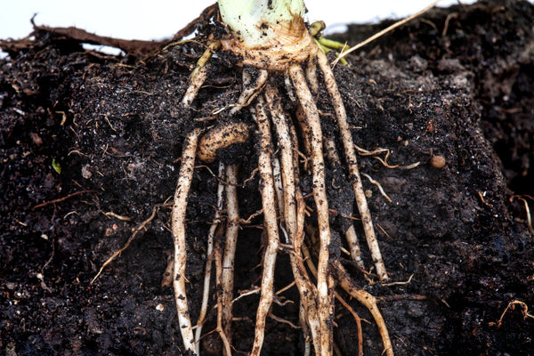 Plant root system in dark fertile soil showing nitrogen-fixing potential