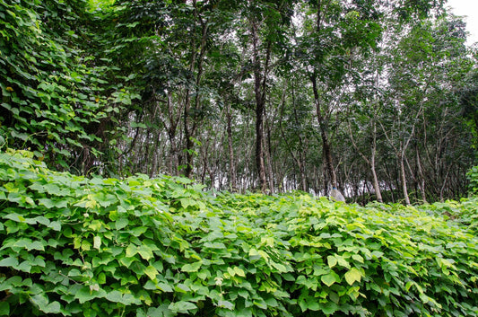 Legume cover crop, such as Pueraria, established between rows in a rubber plantation