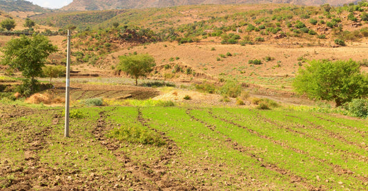 Hillside upland field with planted rows, typical of abaca-growing areas in Bicol