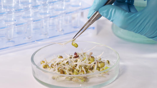 Germinated cover crop seeds examined in a laboratory germination and quality test