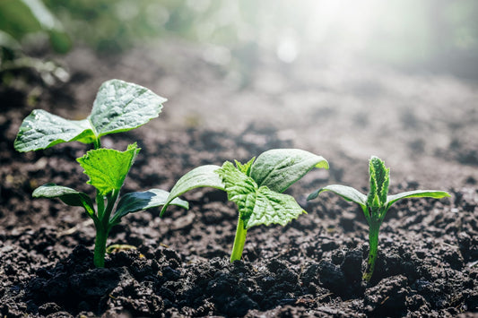 A cover crop seedling emerging in moist soil, illustrating seed viability in humid conditions