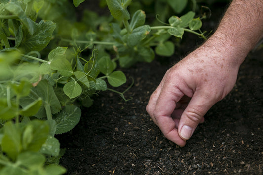 Sowing cover crop seed into soil by hand during first-year cover crop establishment