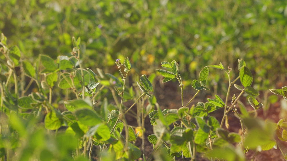 Young soybean legume plants growing in a cultivated field