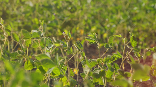 Young soybean legume plants growing in a cultivated field