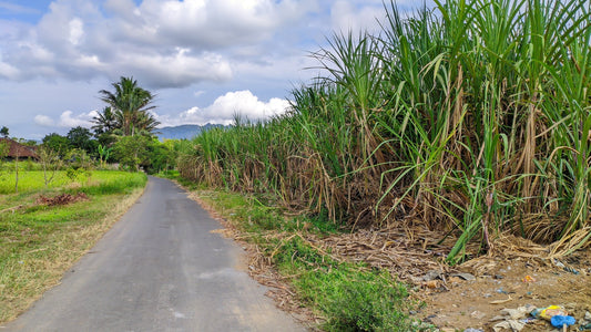 Sugarcane plantation, a crop monitored for sugarcane weevil with pheromone lures