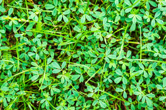 Close-up of trifoliate legume ground cover, similar to Pueraria javanica