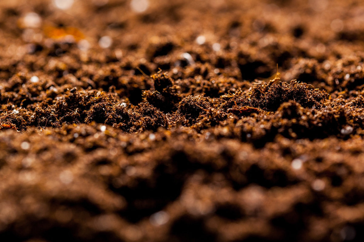 Macro close-up of tropical plantation soil and organic matter