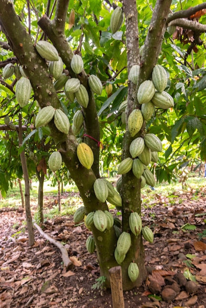 Cacao (Theobroma cacao) pods growing on the tree in a Mindanao plantation