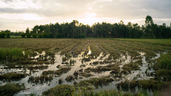 Waterlogged field with flattened crop rows after heavy rain