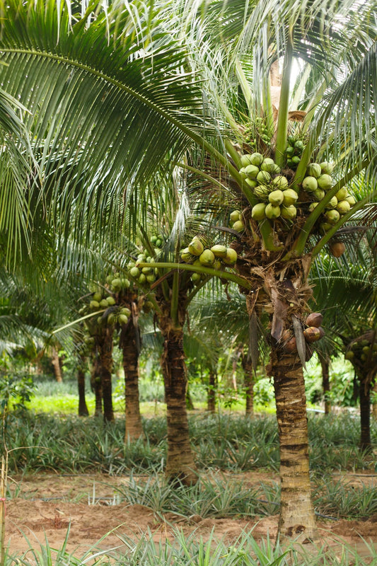 Pineapple intercropped with young coconut palms in a Philippine highland smallholding