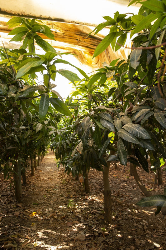 Young mango trees in a protected orchard, illustrating mango calcium and boron nutrition