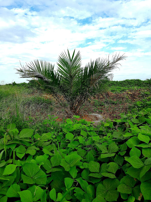 Young oil palm seedling surrounded by legume cover crop