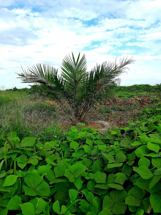 Young oil palm seedling surrounded by legume cover crop