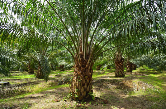 Young oil palm trees growing in a Southeast Asian plantation