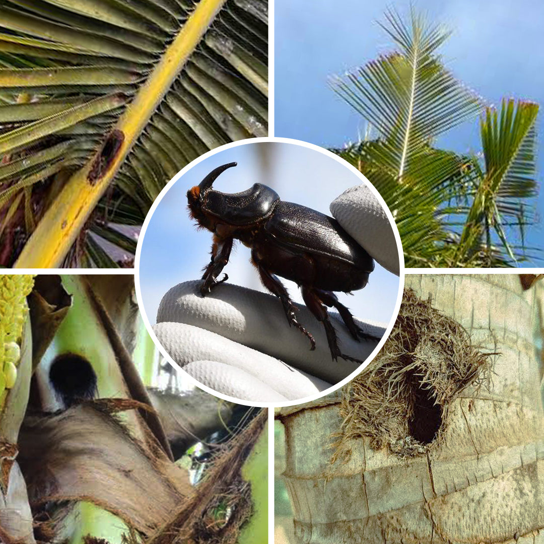 Kudzu RB Lure
