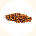 CM cover crop rapid establishment in tropical plantation