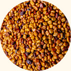 Calopogonium mucunoides cover crop seeds by KudzuSeeds