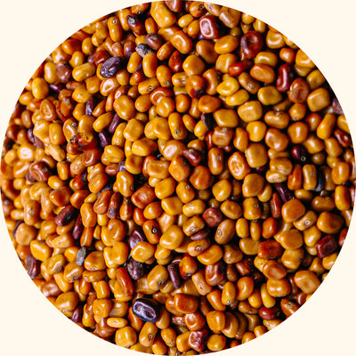 Calopogonium mucunoides cover crop seeds by KudzuSeeds