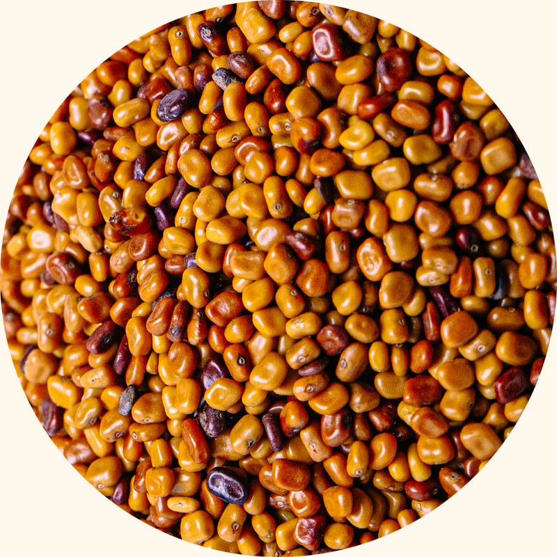 Calopogonium mucunoides cover crop seeds by KudzuSeeds