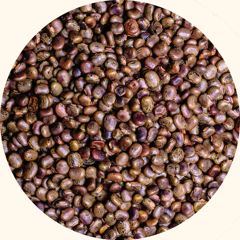 Centrosema pubescens cover crop seeds by KudzuSeeds