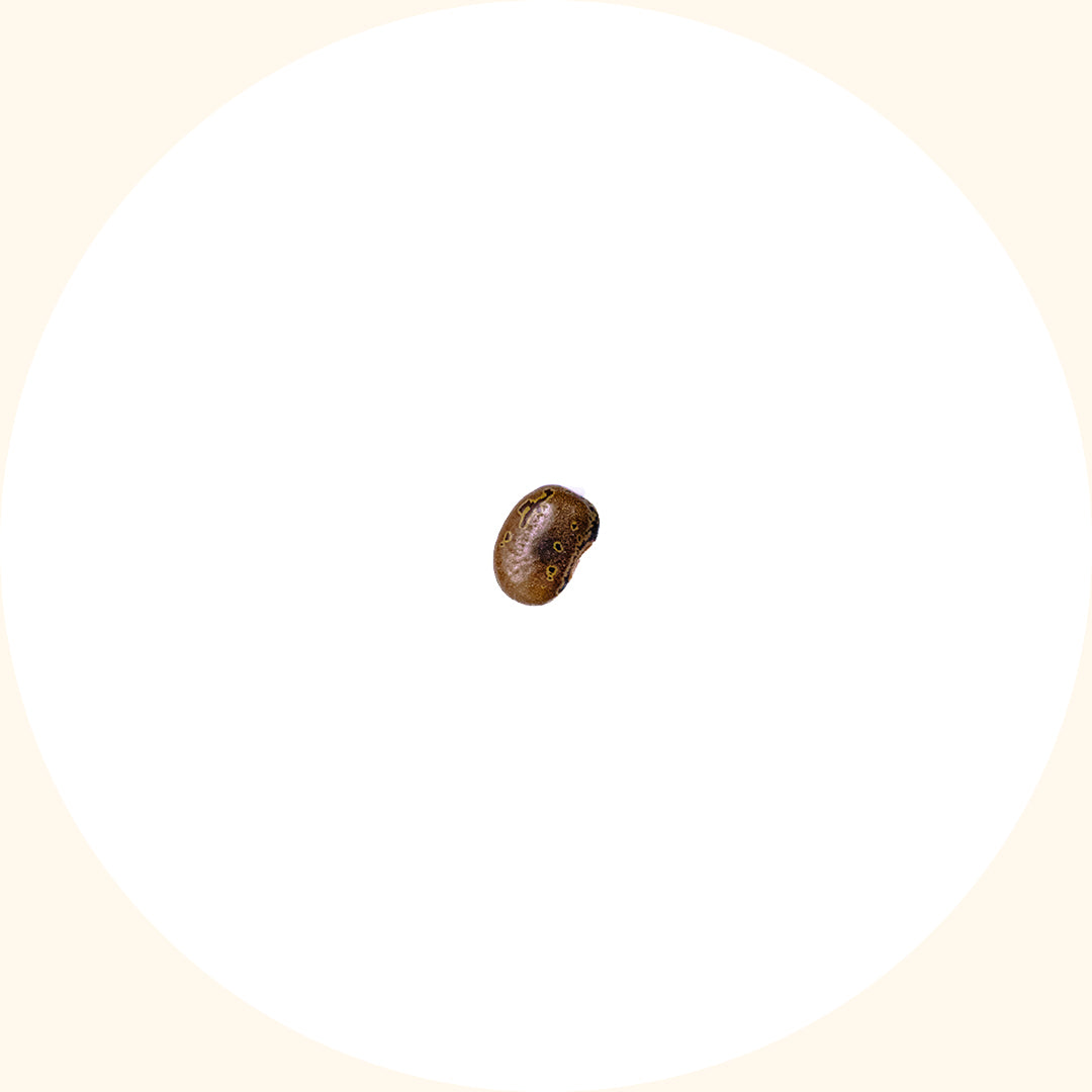 Centrosema pubescens (CP)