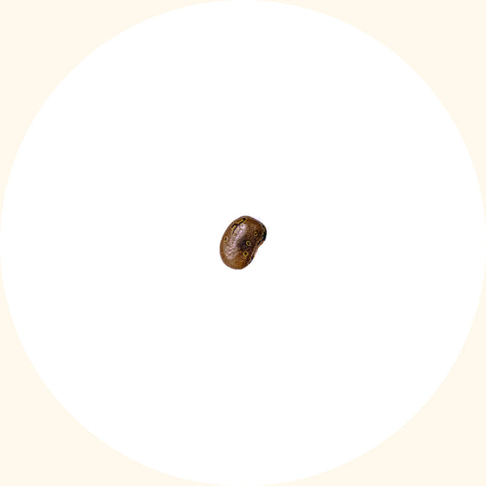 Centrosema pubescens (CP)