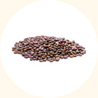CP cover crop shade-tolerant under palm canopy