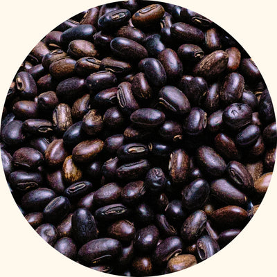 Mucuna bracteata cover crop seeds by KudzuSeeds