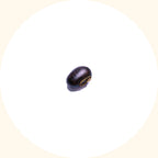 Mucuna bracteata vigorous climbing legume growth